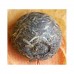 2009 Xiaguan Canger Green Tuocha for Export 100g