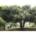 2014 Hekai Ancient Tree Premium Green Pu-erh Tea Cake 400g 2014 Hekai Ancient Tree Premium Green Pu-erh Tea Cake 400g